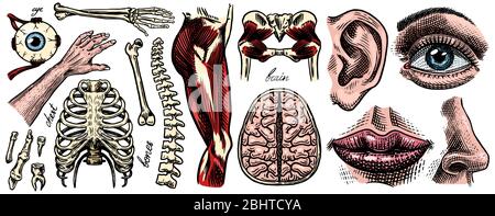 Anatomie des os et des muscles humains. Systèmes d'organes. Corps et Thorax et bassin, cœur et cerveau, œil et colonne vertébrale, collection de cortex sensoriels. Jambe et Illustration de Vecteur