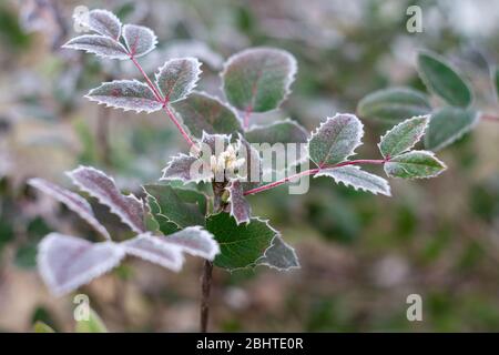 Givre sur les feuilles de l'aquifolium de Mahonia, arbuste vert-verger utilisé pour l'aménagement paysager décoratif Banque D'Images