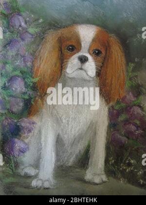 Portrait d'un cavalier King Charles. Banque D'Images