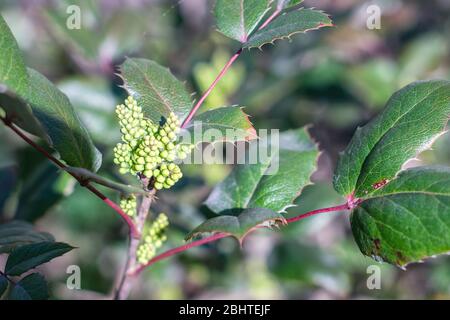 Mahonia aquifolium, arbuste vert utilisé pour l'aménagement paysager décoratif, les feuilles et les bourgeons Banque D'Images