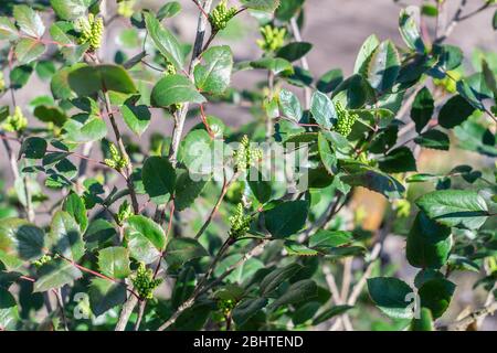 Mahonia aquifolium, arbuste vert utilisé pour l'aménagement paysager décoratif, les feuilles et les bourgeons Banque D'Images