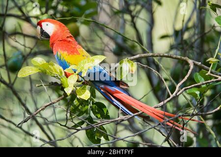 Ara rouge (Ara macao) perché sur un arbre, parc national de Corcovado, péninsule d'Osa, au Costa Rica Banque D'Images