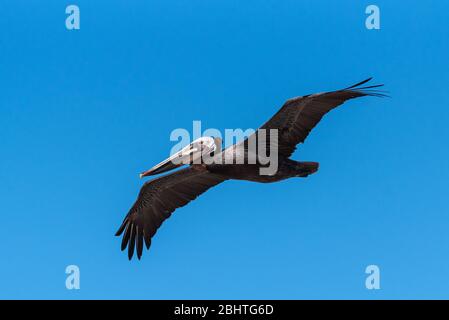 Voir les yeux à l'œil avec le Pelican brun comme il s'élève à gauche avec des ailes se propagent large. Banque D'Images