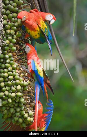 Aras rouges (Ara macao) perché sur un arbre, parc national de Corcovado, péninsule d'Osa, au Costa Rica Banque D'Images