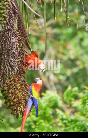 Aras rouges (Ara macao), Parc national de Corcovado, péninsule d'Osa, au Costa Rica Banque D'Images