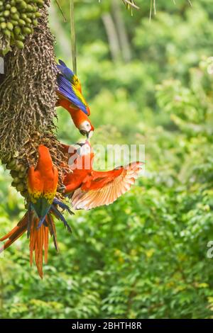 Aras rouges (Ara macao), Parc national de Corcovado, péninsule d'Osa, au Costa Rica Banque D'Images