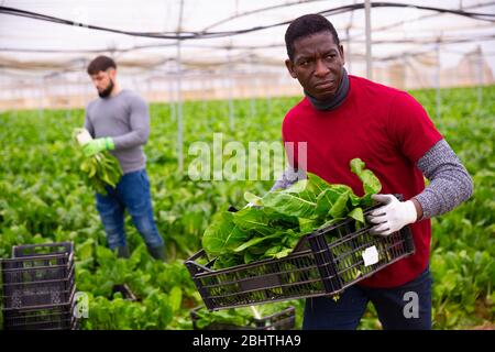 Agriculteur afro-américain travaillant en serre, empilant des boîtes en plastique avec des bettes vertes suisses fraîchement récoltées Banque D'Images