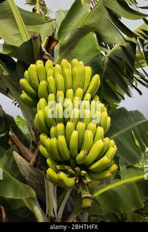 Bananes poussant sur un arbre à Madère. 80 % de la production de l'île est exportée Banque D'Images