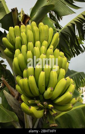 Bananes poussant sur un arbre à Madère. 80 % de la production de l'île est exportée Banque D'Images