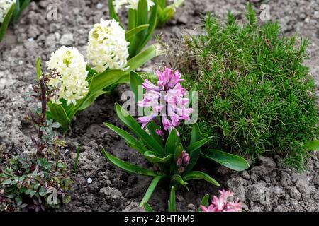 Terry jacinthe fleurs au printemps dans le jardin. Banque D'Images