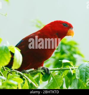Gros plan sur la tête d'un perroquet macaw ou Ara rouge et vert avec des plumes rouge et bleu vif avec un fond vert partiellement flou Banque D'Images
