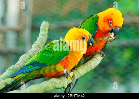 Soleil conure, rouge orange jaune vert et bleu perroquet de couleur debout sur la branche d'arbre Banque D'Images