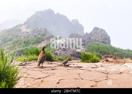 Le perdrix Alectoris Graeca oiseaux oiseau d'une famille de faisans avec des poussins sur un sentier de randonnée dans les montagnes de Madère. Banque D'Images