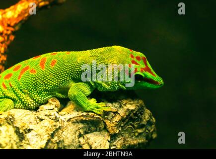 le gecko lizard, un géant vert masculin, est une espèce diurne de gecko. Il vit sur la côte est de Madagascar et habite généralement les forêts tropicales et les dw Banque D'Images