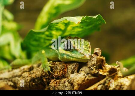 L'anole chevalier est la plus grande espèce d'anole de la famille des Dactyloidae. Parmi les autres noms communs figurent l'anole du chevalier cubain ou l'anole géante cubaine Banque D'Images