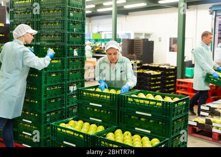 Employée féminine qualifiée en inspection uniforme de la qualité des pommes dans une boîte dans une usine de tri Banque D'Images