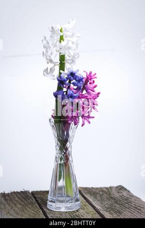 Une branche d'hyacinthes blanches, roses et bleues fleuris dans un vase en verre posé sur une table dans un vase. Banque D'Images