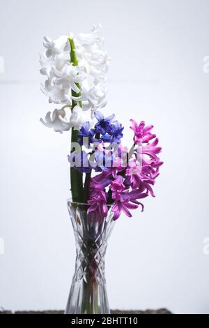 Une branche d'hyacinthes blanches, roses et bleues fleuris dans un vase en verre posé sur une table dans un vase. Banque D'Images