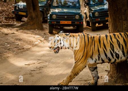 Un tigre bengal (Panthera tigris) traverse une piste devant des véhicules de safari, le parc national de Bandhavgarh, Madhya Pradesh, au centre de l'Inde Banque D'Images