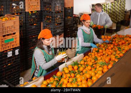 Les travailleurs heureux trient les mandarines sur la ligne de tri de production à l'entrepôt de fruits Banque D'Images