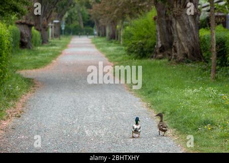 courbeux de canards colverts marchant sur un chemin dans un parc, au printemps Banque D'Images