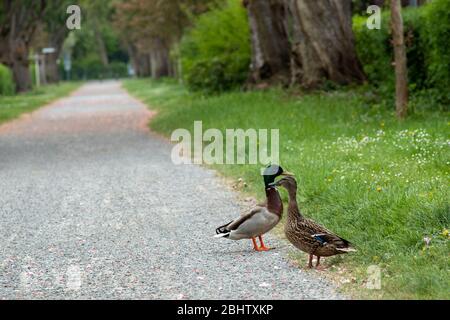 courbeux de canards colverts marchant sur un chemin dans un parc, au printemps Banque D'Images