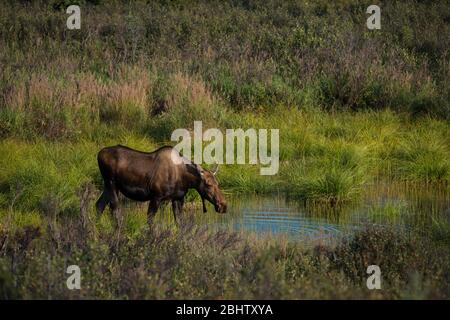 Un orignal de vache se révele dans un étang pour prendre un verre au début de l'automne dans le parc national Denali en Alaska, aux États-Unis Banque D'Images