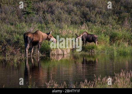 Une mère orignal et un an mangent et boivent dans un trou d'arrosage au début de l'automne dans le parc national Denali, Alaska, États-Unis Banque D'Images