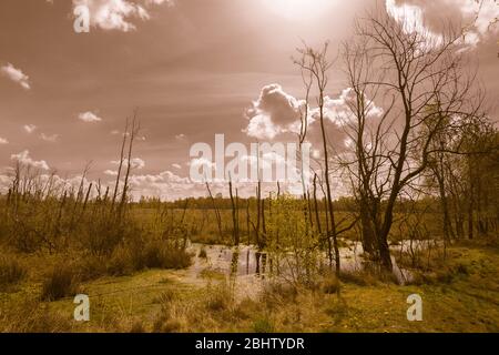 Dosenmoor, moor de colline près du lac Einfeld près de Neumünster, district de Rendsburg-Eckernförde, Schleswig-Holstein, Allemagne du Nord, Europe Banque D'Images