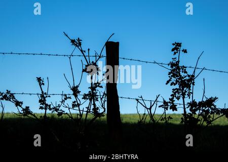 Silhouette d'un poteau de clôture avec barbelé fil sur un pré, ciel bleu, pas de personnes Banque D'Images