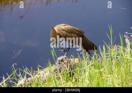 Hamerkop dans le cratère de Ngorongoro en Tanzanie Banque D'Images