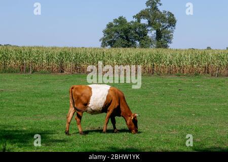 Vache lakenvelder aux prés hollandais dans la partie orientale de la Hollande Banque D'Images