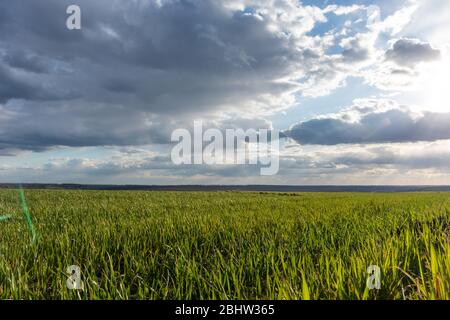 Les jeunes pousses de maïs vert de blé champ le printemps ensoleillé jour avec des nuages dans la campagne agricole grand paysage Banque D'Images