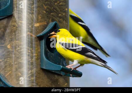 American Goldfinch, Spinus tristis, homme au magasin d'alimentation Banque D'Images