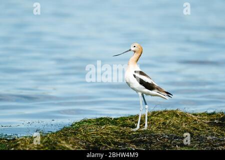 Vue latérale d'un Avocet américain debout sur le côté d'un lac Banque D'Images