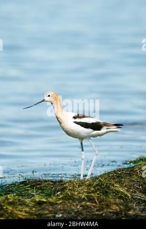 Gros plan d'un oiseau américain Avocet sur un lac côte Banque D'Images