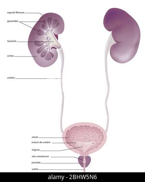 Système urinaire humain, vue antérieure, anatomie. Le système urinaire humain vu en avant avec le rein droit vu dans la section pour montrer la capsule fibreuse Banque D'Images