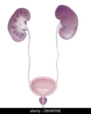 Système urinaire humain, vue antérieure, anatomie. Le système urinaire humain vu en avant avec le rein droit vu dans la section pour montrer la capsule fibreuse Banque D'Images