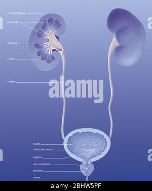 Système urinaire humain, vue antérieure, anatomie. Le système urinaire humain vu en avant avec le rein droit vu dans la section pour montrer la capsule fibreuse Banque D'Images