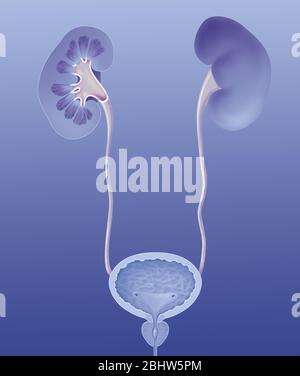 Système urinaire humain, vue antérieure, anatomie. Le système urinaire humain vu en avant avec le rein droit vu dans la section pour montrer la capsule fibreuse Banque D'Images