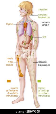 Organes du système immunitaire, amygdales, ganglions, rate, moelle osseuse rouge. Le système immunitaire est composé d'organes reliés par le sang et les vaisseaux lymphatiques. Cet organe Banque D'Images