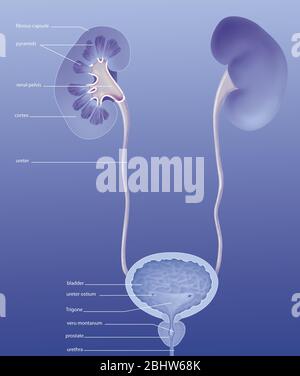 Système urinaire humain, vue antérieure, anatomie. Le système urinaire humain vu en avant avec le rein droit vu dans la section pour monter le cassoul fibreux Banque D'Images