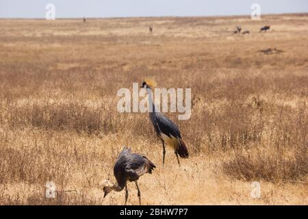 grues couronnées marchant dans la steppe africaine une journée ensoleillée Banque D'Images