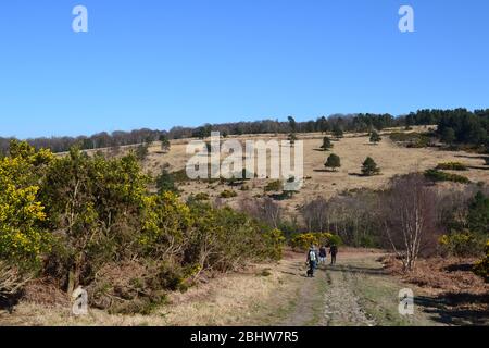 Ashdown Forest Royaume-Uni journée ensoleillée début printemps 23 mars, la veille du verrouillage à cause du coronavirus. On voit ici la sombre place d'Eeyore et le circuit de Gill Banque D'Images