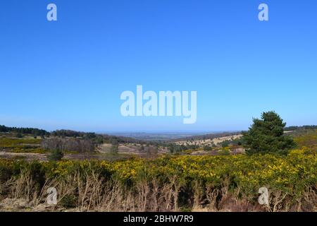 Ashdown Forest Royaume-Uni journée ensoleillée début printemps 23 mars, la veille du verrouillage à cause du coronavirus. On voit ici la sombre place d'Eeyore et le circuit de Gill Banque D'Images