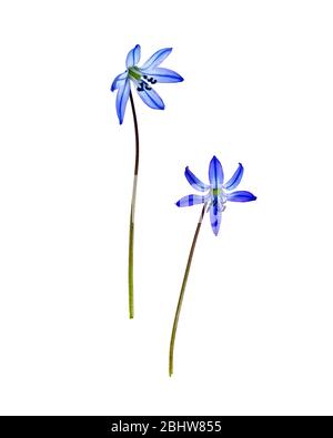 Deux fleurs de Scilla siberica sur fond blanc Banque D'Images