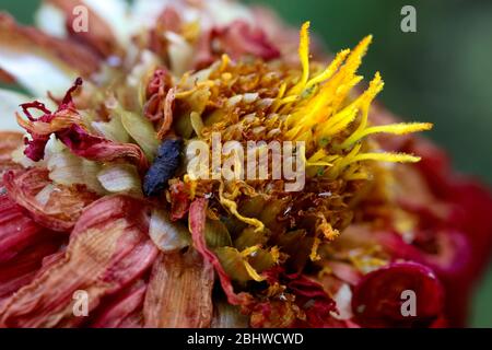 Nature : de belles fleurs sauvages se rapprotent en couleurs vives prises en macro. Dehors dans le jardin, un matin chaud. Banque D'Images