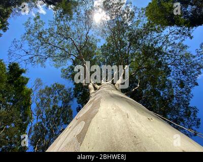 L'arbre de dessous. L'arbre est vu de dessous avec le ciel bleu dans le soleil du matin. Banque D'Images