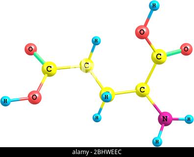 Un modèle d'acide glutamique, un acide aminé. Il a une fonction importante dans le métabolisme cellulaire et la neurotransmission. Banque D'Images