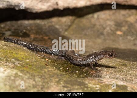 Salamandre de vallée et de crête - Plethodon hoffmani Banque D'Images